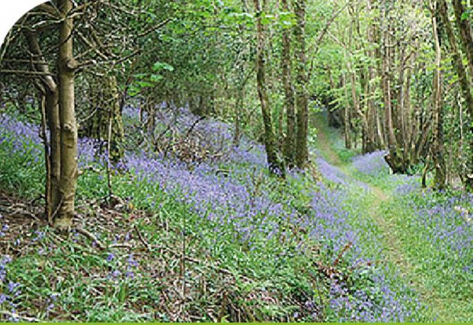 Peregrine Lodge - Idillic Cornwall Retreat Liskeard Eksteriør bilde